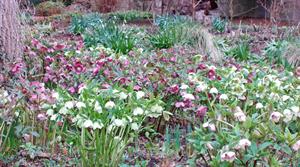 Drifts of hellebores